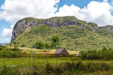 The Valley of Vinales with its big mogotes mountains and tobacco plantations, an Unesco World Heritage Site in Cuba, Caribbean
