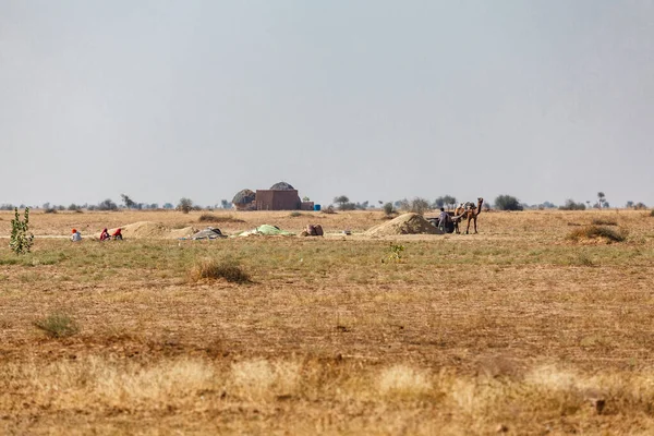 Uomo Cammello Che Lavorano Nel Deserto Thar Tra Bikaner Jaisalmer — Foto Stock