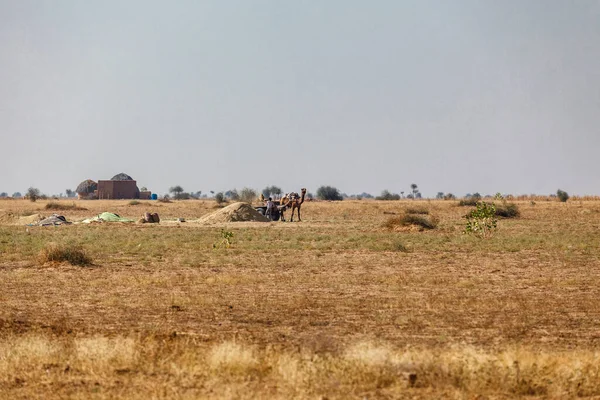 Человек Верблюд Работающий Пустыне Тар Между Биканером Джайсалмером Раджастан Индия — стоковое фото