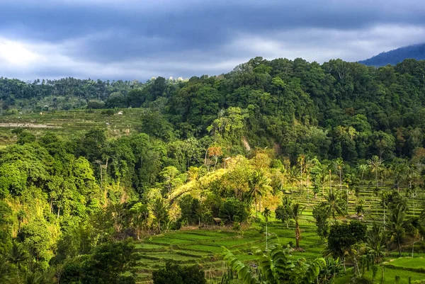 Вид Рисовые Плантации Сенару Ломбок Индонезия Азия — стоковое фото
