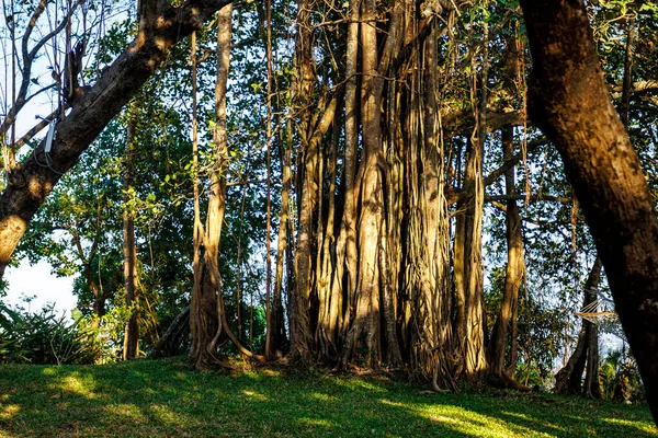 Oude Banyan Boom Een Tuin Oude Goa Goa Velha Goa — Stockfoto