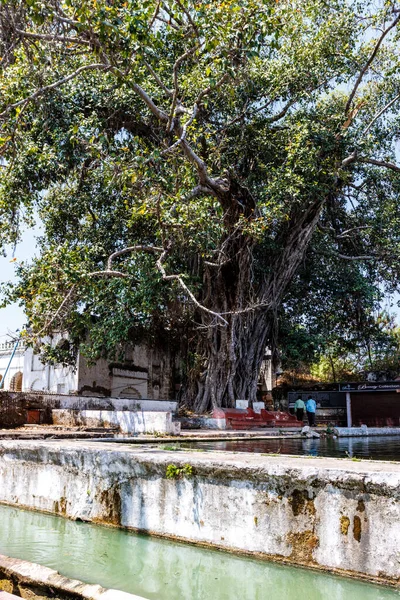 Viejo Árbol Banyan Panchakki Molino Agua Encuentra Aurangabad Maharashtra India —  Fotos de Stock