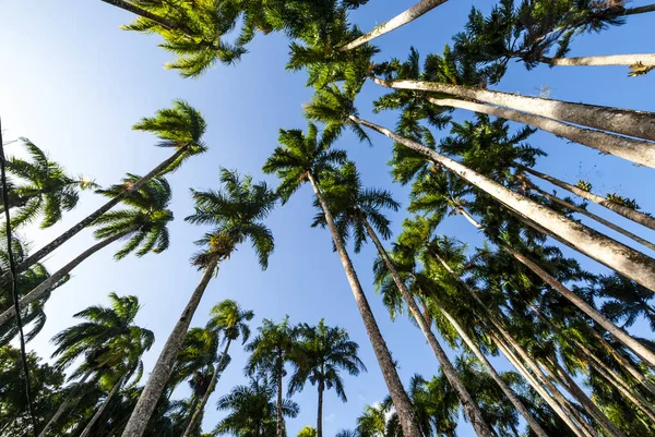 Palms Kert Palmentuin Paramaribóban Suriname Dél Amerika Stock Kép
