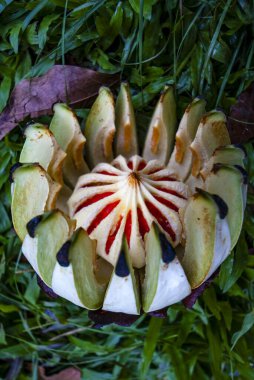 Tropik çiçek ve meyve, Brownsberg, Surinam, Güney Amerika