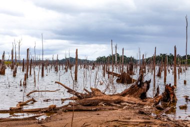 Brokopondo Gölü rezervuarı ve Güney Amerika, Surinam 'daki Ston Adası