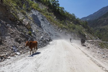 İnekler Doğu Butan, Asya 'da tozlu bir yol boyunca yürür.