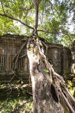 Beng Mealea, Angkor, Kamboçya, Asya harabeleri