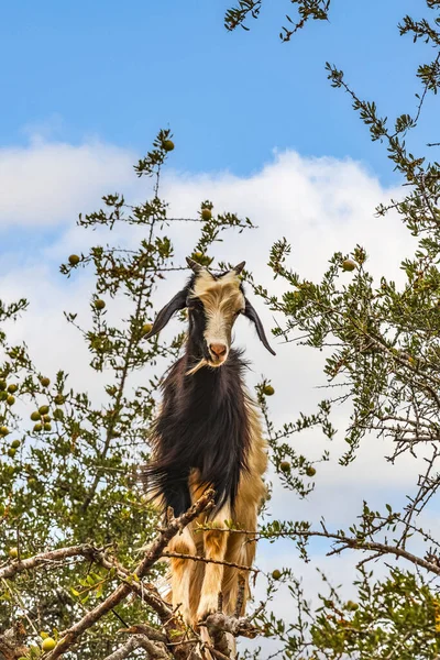Tree climbing goat, argan tree, Morocco, North Africa