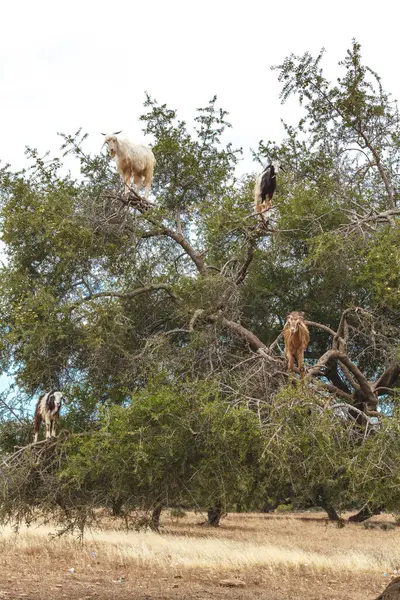 Tree climbing goats, argan tree, Morocco, North Africa