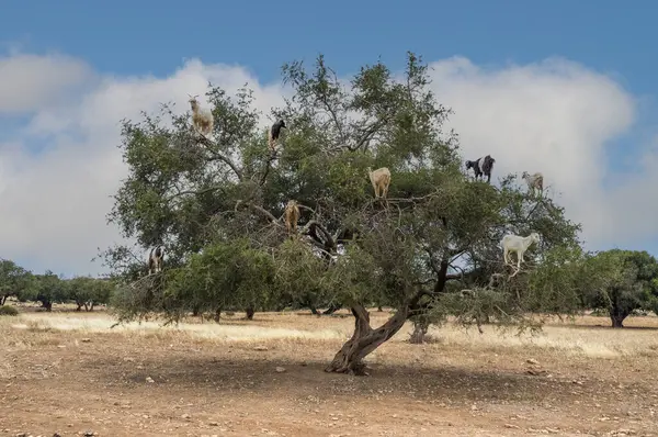 Tree climbing goats, argan tree, Morocco, North Africa