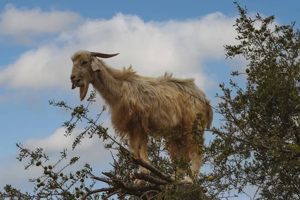 Ağaca tırmanan keçi, argan ağacı, Fas, Kuzey Afrika