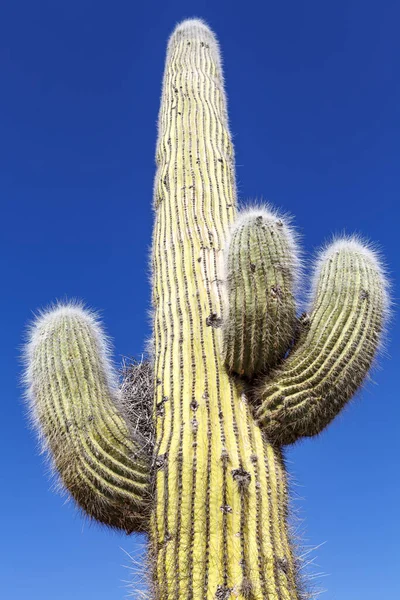 Cardon Cactus Cacti Pobliżu Amaicha Del Valle Tucuman Argentyna Ameryka Zdjęcia Stockowe bez tantiem