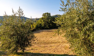 Vallfabrica çevresindeki yeşil tepeler zeytin ağaçları, Umbria, İtalya, Avrupa