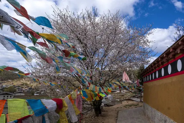 stock image Cherry blossom, prayer flags and old Buddhist temple grounds in Shangri-la (Zhongdian), Yunnan, China, Asia