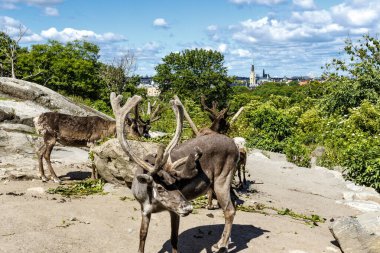 Reindeers in a park in Stockholm, Sweden, Europe