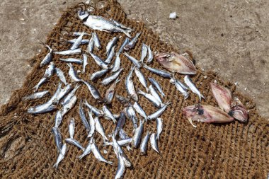 Negombo, Sri Lanka, Asya 'daki balık pazarında taze sardalyalar.