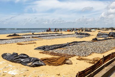 Negombo, Sri Lanka, Asya sahillerinde taze sardalyalar ve balıklar.