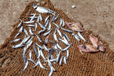 Negombo, Sri Lanka, Asya 'daki balık pazarında taze sardalyalar.