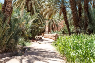 Zagora köyü çevresindeki vaha, Draa Vadisi, Fas, Afrika