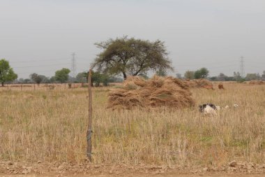 Mathura, Uttar Pradesh, Hindistan, Asya 'daki tarlalarda saman yığınları