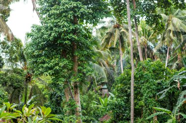 Ubud, Bali, Endonezya, Asya 'daki yemyeşil tropik bahçe
