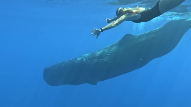 Woman Swimming Whale Pure Transparent Water Indian Ocean Blue Whale — Stockvideo