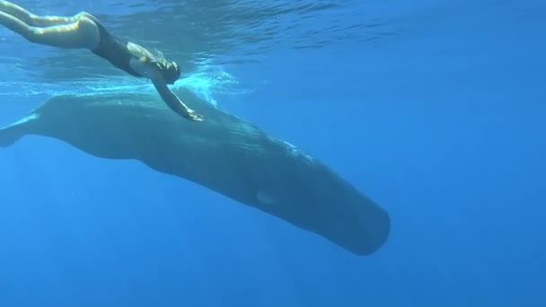 Κοντινό Πλάνο Της Φιλικής Μπλε Φάλαινας Γυναίκα Φάλαινα Φυσητήρας Που — Αρχείο Βίντεο
