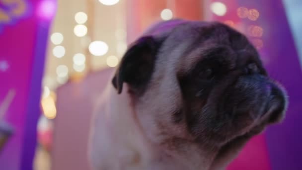 Großaufnahme Einer Bulldogge Auf Farbigem Hintergrund Porträt Eines Schönen Hundes — Stockvideo