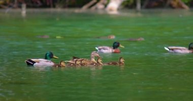 Güneşli bir günde, nehirde küçük ördek yavrularıyla birlikte yaban ördeği dişisi. Vahşi ördekler için üreme mevsimi. Renkli baharda kuluçkaya yatmış Mallard. Doğal ortamdaki vahşi ördekler.