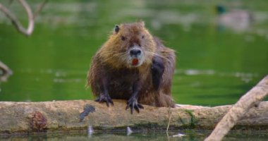Islak su faresi ya da misk faresi yiyecek aramak için karada sürünür. Yeşil çimlerin üzerinde Nutria ailesi. Su kuşu kemirgen coypu. Miyocastor coypu göl kenarında yemek yiyor. Doğal ortamında vahşi bir hayvan..