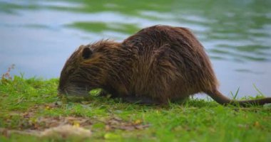 Islak su faresi ya da misk faresi yiyecek aramak için karada sürünür. Yeşil çimlerin üzerinde Nutria ailesi. Su kuşu kemirgen coypu. Miyocastor coypu göl kenarında yemek yiyor. Doğal ortamında vahşi bir hayvan..