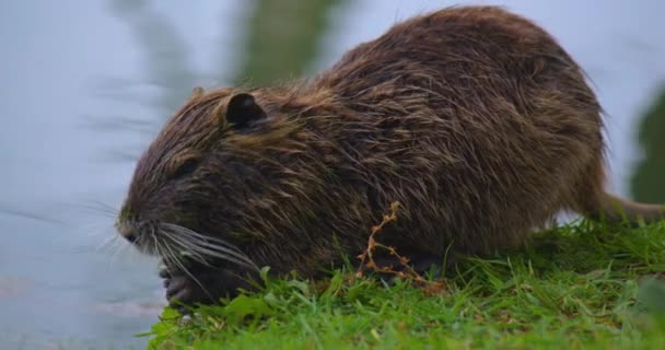 Wet Water Rat Muskrat Crawls Land Search Food Nutria Green — Stock Video