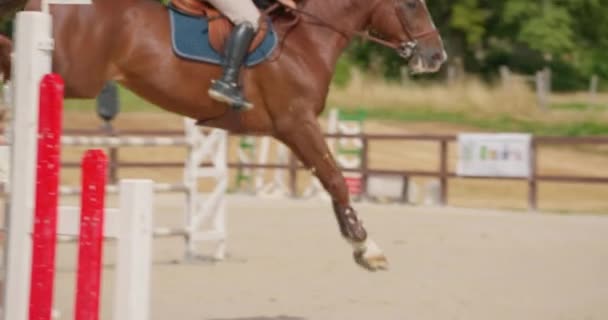 プロのアパレルでドレスを着た若い女性の馬術マスターのシネマティックなスローモーションは 競馬の競技の練習です ジャンプ馬を表示する — ストック動画