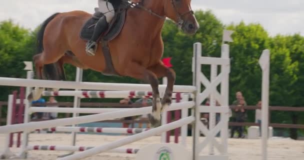 競争力のある乗馬 障害物の上にジャンプ スローモーション 外で馬の競争 トレーニングジャンプハードル — ストック動画