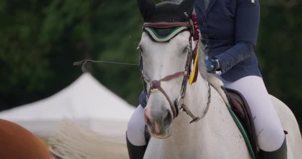 Cinematic Slow Motion Close Young Female Horsemanship Master Ubrany Profesjonalną — Wideo stockowe