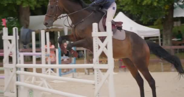 Competitive Woman Rider Horse Jumping Obstacles Slow Motion Equestrian Competition — Stock Video