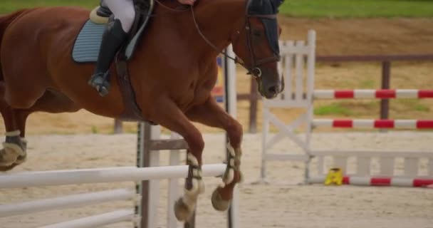 Competitivo Mulher Cavaleiro Cavalo Saltando Sobre Obstáculos Câmera Lenta — Vídeo de Stock