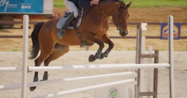 Competitiva Cavaliere Donna Cavallo Saltando Ostacoli Rallentatore Competizione Equestre All — Video Stock