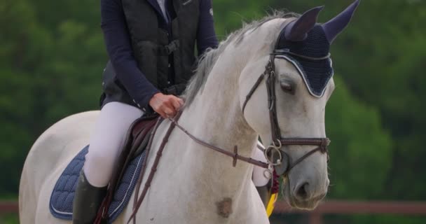 Hoppende Hest Rytter Springer Hesteryg Hest Springende Hegn Sandede Parkour – Stock-video