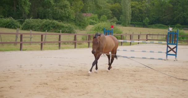 Cavaleira cavalgando em cavalo marrom e pulando a cerca na arena