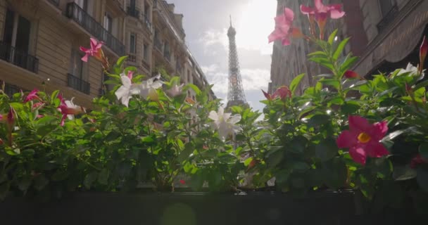 Sokaklardan Birinde Büyüyen Bir Kafede Büyüyen Pembe Çiçeklerin Arasından Eyfel — Stok video
