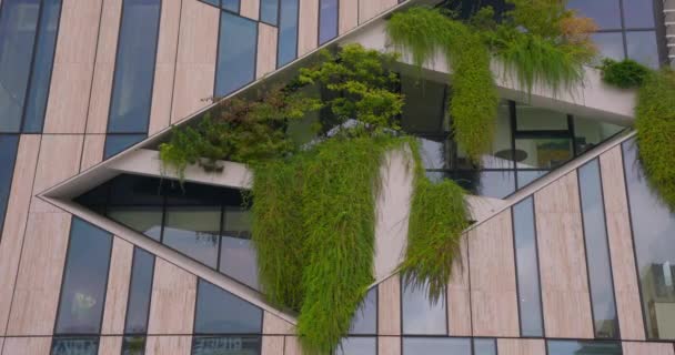 Plantes Vertes Poussant Dans Fenêtre Bâtiment Morceau Animaux Sauvages Dans — Video
