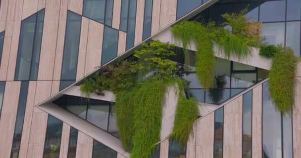 Zelené Rostliny Rostou Okně Budovy Kousek Divoké Zvěře Kamenné Džungli — Stock video