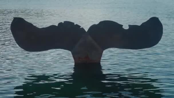 位于西班牙卡塔赫纳的西班牙工程大学的卡塔赫纳分校 其前景是鲸鱼尾像雕塑 — 图库视频影像