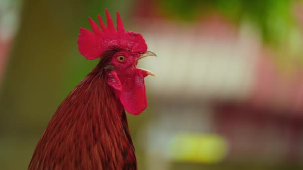 Portret Koguta Ogrodzie Zbliżenie Strzał Wolnego Wybiegu Kury Ekologicznej Kura — Wideo stockowe