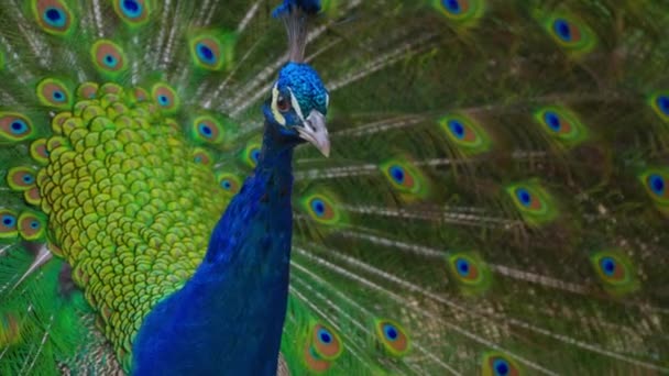 一只成年的蓝色孔雀的头部被遮住 尾巴慢慢地缩回 — 图库视频影像