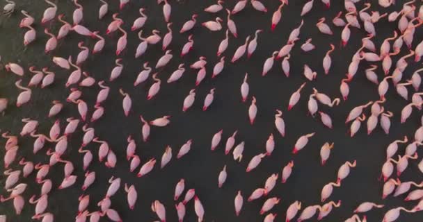 Una Bandada Flamencos Rosados Que Viven Lagos Salados Atardecer Vida — Vídeo de stock