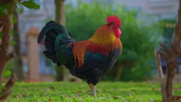 Portrait Coq Dans Jardin Gros Plan Une Poule Poulet Biologique — Video