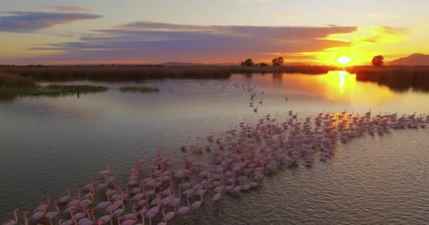 Ένα Σμήνος Από Ροζ Φλαμίνγκο Που Ζουν Αλυκές Ηλιοβασίλεμα Ζωή — Αρχείο Βίντεο