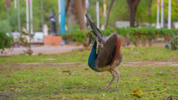 Närbild Huvudet Vuxen Blå Påfågel Peacock Skakar Fjädrar Färgglada Påfågel — Stockvideo